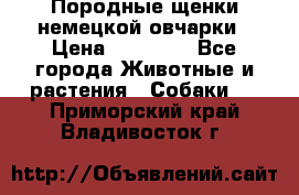 Породные щенки немецкой овчарки › Цена ­ 24 000 - Все города Животные и растения » Собаки   . Приморский край,Владивосток г.